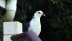 White-headed Pigeon