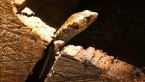 Murray's Skink