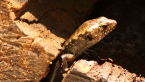 Murray's Skink