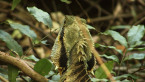 Eastern Water Dragon