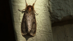 White Cedar Moth