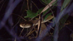 Rough-scaled Snake