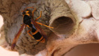 Potter Wasp