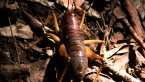 Giant King Cricket