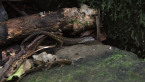 Rainforest Skink