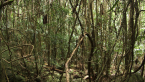 Vine Thicket