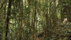 Vine Thicket