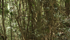 Vine Thicket