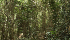 Vine Thicket
