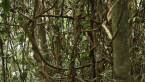 Vine Thicket