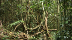 Vine Thicket