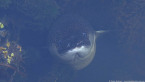 Longfin Eel