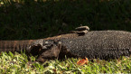 Lace Monitor Shedding Skin