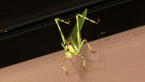 32-spotted Katydid