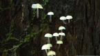 Fungi in Rainforest