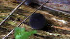 Cup Fungus