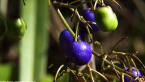Blue Flax-lily