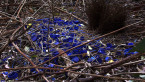 Satin Bowerbird Bower