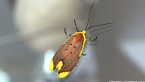 Moth on Window