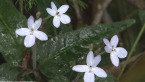 Rainforest Flowers