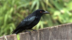 Spangled Drongo