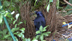 Satin Bower Bird