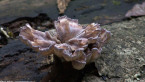 Fungus in Rainforest