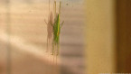 Katydid