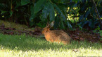 Brown Hare