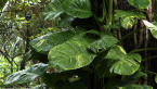 Philodendron Leaves