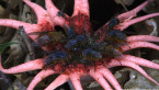 Anemone Stinkhorn