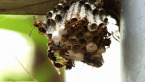 Paper Wasp Nest