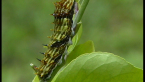 Orchard Swallow-tail Caterpillar