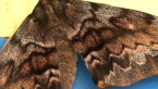 White-stemmed Gum Moth