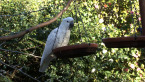 Sulphur-crested Cockatoo