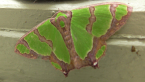 Geometrid Moth