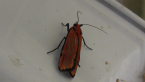 Lichen Moth