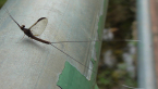 Mayfly
