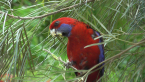 Crimson Rosella