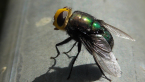 Blowfly