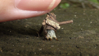 Log Cabin Case Moth