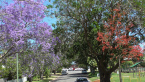 Jacarandas and Flame Tree