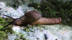 Black-spotted Semi-slug