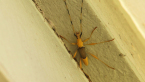 Longicorn Beetle
