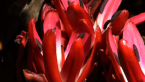 Spear Lily Flower