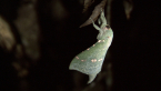 Swift Ghost Moth