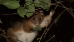 Ringtail Possum