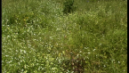 Meadow Grass