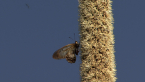 Glasswing on Grass Tree Spike