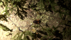 Harvestman 2